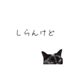 怪傑黒猫おはぎ 参上！その2（個別スタンプ：40）