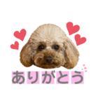 ぷりんちゃん✳︎（個別スタンプ：6）