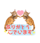 ただただ可愛いこうめちゃんスタンプ敬語篇（個別スタンプ：3）