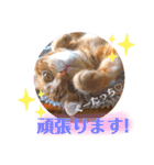 ただただ可愛いこうめちゃんスタンプ敬語篇（個別スタンプ：15）