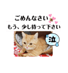 むぎ＆がんちゃん ミヌエット猫のスタンプ（個別スタンプ：9）