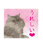 インパクト顔のペルシャ猫スタンプ2（個別スタンプ：1）