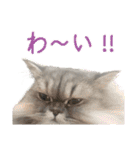 インパクト顔のペルシャ猫スタンプ2（個別スタンプ：2）