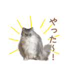 インパクト顔のペルシャ猫スタンプ2（個別スタンプ：3）