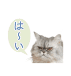 インパクト顔のペルシャ猫スタンプ2（個別スタンプ：4）