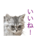 インパクト顔のペルシャ猫スタンプ2（個別スタンプ：6）