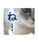 インパクト顔のペルシャ猫スタンプ2（個別スタンプ：7）