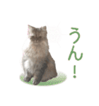 インパクト顔のペルシャ猫スタンプ2（個別スタンプ：8）