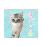インパクト顔のペルシャ猫スタンプ2（個別スタンプ：9）