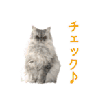 インパクト顔のペルシャ猫スタンプ2（個別スタンプ：11）
