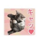 インパクト顔のペルシャ猫スタンプ2（個別スタンプ：13）