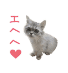 インパクト顔のペルシャ猫スタンプ2（個別スタンプ：14）