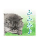 インパクト顔のペルシャ猫スタンプ2（個別スタンプ：15）