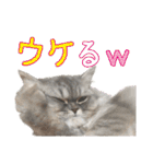 インパクト顔のペルシャ猫スタンプ2（個別スタンプ：16）