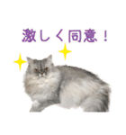 インパクト顔のペルシャ猫スタンプ2（個別スタンプ：17）