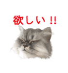 インパクト顔のペルシャ猫スタンプ2（個別スタンプ：21）