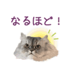 インパクト顔のペルシャ猫スタンプ2（個別スタンプ：22）