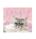インパクト顔のペルシャ猫スタンプ2（個別スタンプ：23）