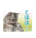 インパクト顔のペルシャ猫スタンプ2（個別スタンプ：24）