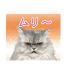 インパクト顔のペルシャ猫スタンプ2（個別スタンプ：25）