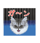 インパクト顔のペルシャ猫スタンプ2（個別スタンプ：26）