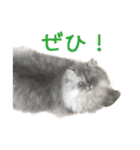 インパクト顔のペルシャ猫スタンプ2（個別スタンプ：27）