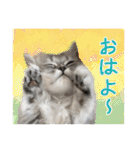インパクト顔のペルシャ猫スタンプ2（個別スタンプ：28）