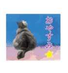 インパクト顔のペルシャ猫スタンプ2（個別スタンプ：29）