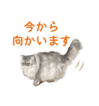 インパクト顔のペルシャ猫スタンプ2（個別スタンプ：31）