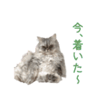 インパクト顔のペルシャ猫スタンプ2（個別スタンプ：32）