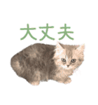 インパクト顔のペルシャ猫スタンプ2（個別スタンプ：33）