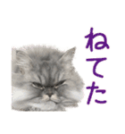 インパクト顔のペルシャ猫スタンプ2（個別スタンプ：34）