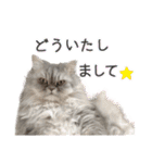 インパクト顔のペルシャ猫スタンプ2（個別スタンプ：35）