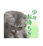 インパクト顔のペルシャ猫スタンプ2（個別スタンプ：36）
