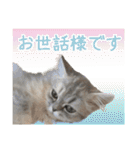インパクト顔のペルシャ猫スタンプ2（個別スタンプ：37）