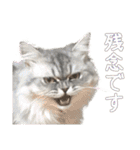 インパクト顔のペルシャ猫スタンプ2（個別スタンプ：38）