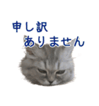 インパクト顔のペルシャ猫スタンプ2（個別スタンプ：39）