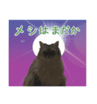 インパクト顔のペルシャ猫スタンプ2（個別スタンプ：40）