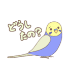 インコったらインコ！（個別スタンプ：10）