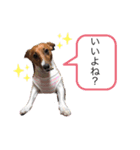 ジャックラッセル アリス（個別スタンプ：2）
