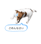 ジャックラッセル アリス（個別スタンプ：3）
