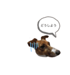 ジャックラッセル アリス（個別スタンプ：4）