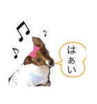 ジャックラッセル アリス（個別スタンプ：5）
