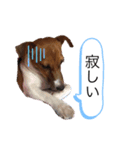 ジャックラッセル アリス（個別スタンプ：8）