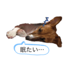 ジャックラッセル アリス（個別スタンプ：9）