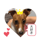 ジャックラッセル アリス（個別スタンプ：10）