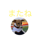 ジャックラッセル アリス（個別スタンプ：11）