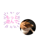 ジャックラッセル アリス（個別スタンプ：12）