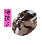 ジャックラッセル アリス（個別スタンプ：14）