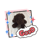 トイプーぬいぐるみくん（個別スタンプ：3）
